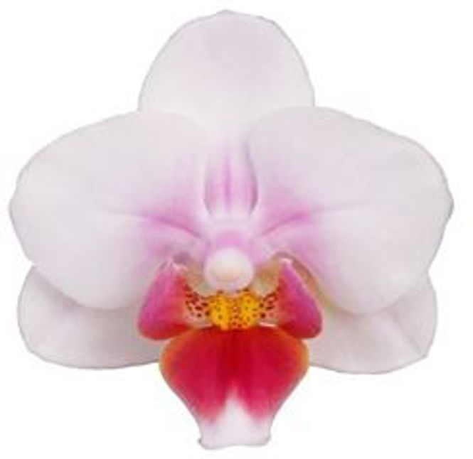 Hovedbilde Orchidee med potte